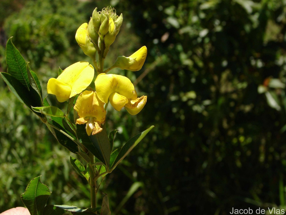 Crotalaria micans Link